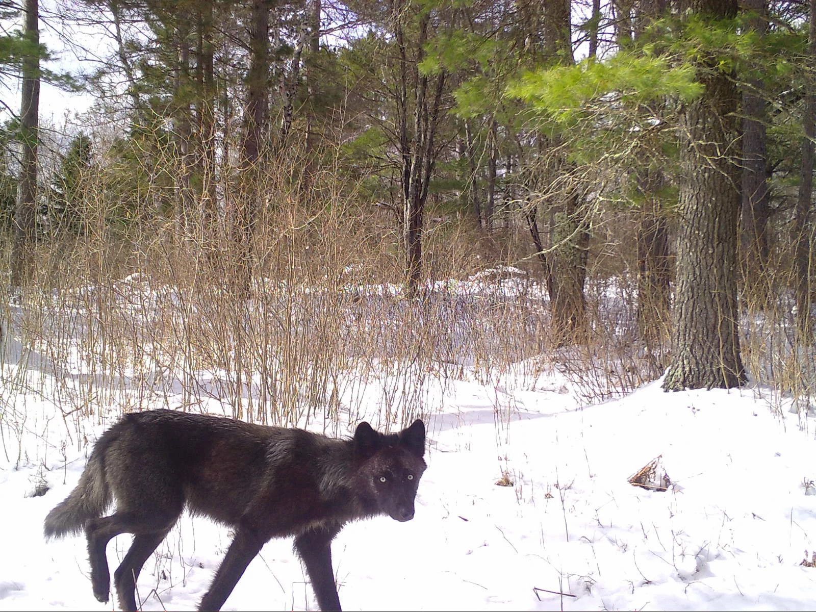 Oneida_Wolf_SSWI000000017218162B.jpg